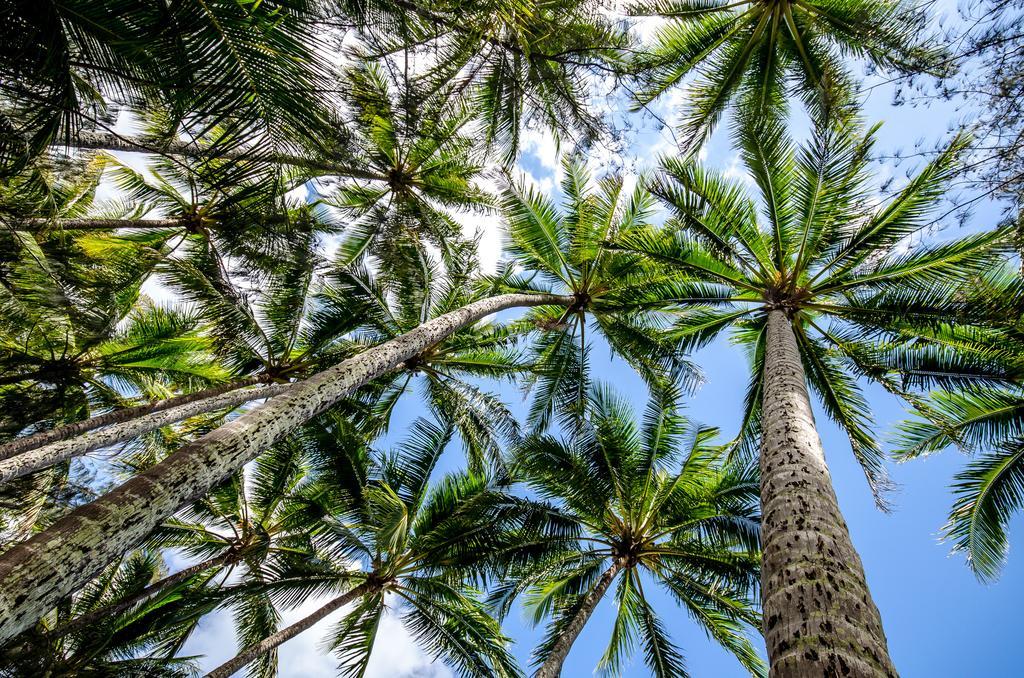 Cairns Beaches Flashpackers Palm Cove Zewnętrze zdjęcie