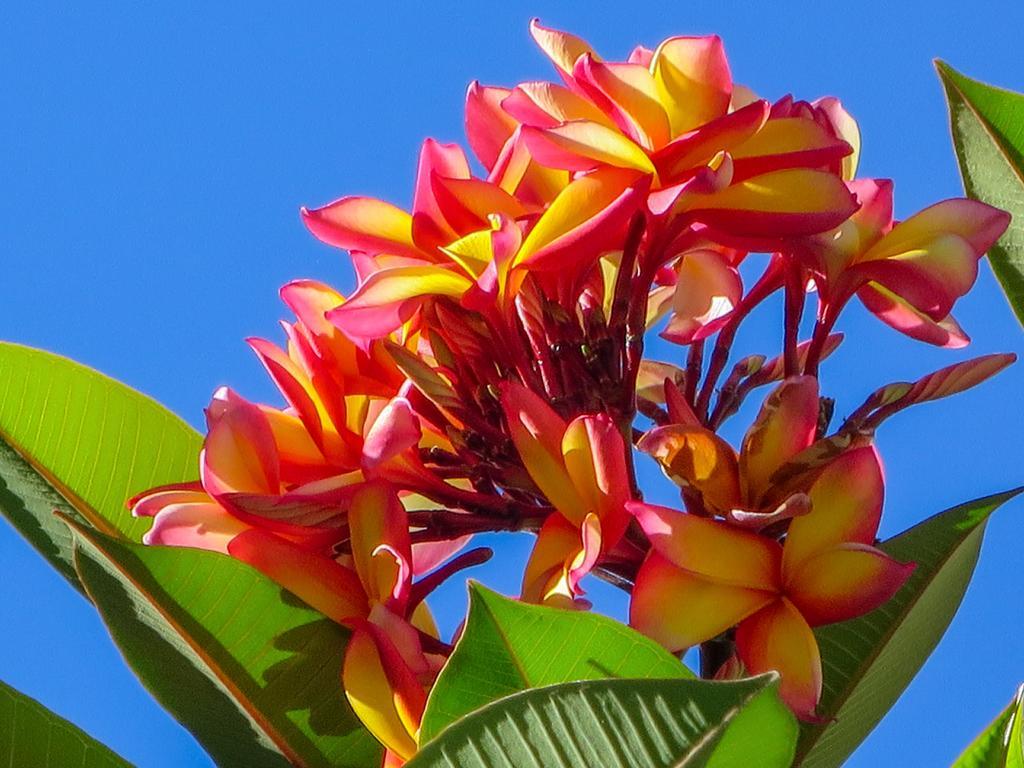Cairns Beaches Flashpackers Palm Cove Zewnętrze zdjęcie